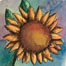 Sunflower_thumb